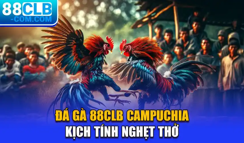 Đá gà 88clb Campuchia kịch tính nghẹt thở